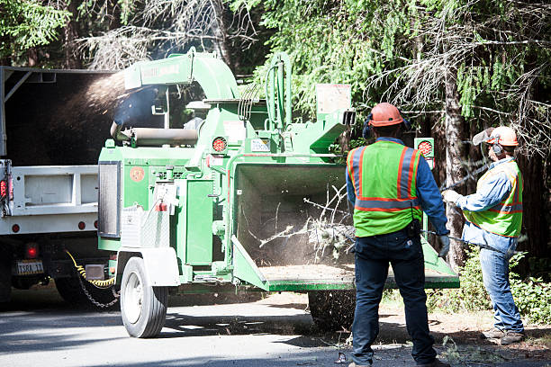 Best Palm Tree Trimming  in USA